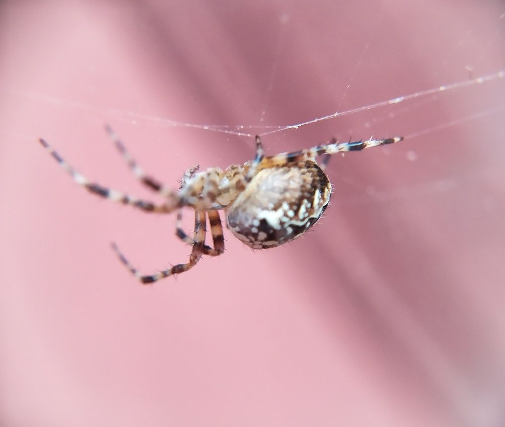 Photograph by Любовь Сухова