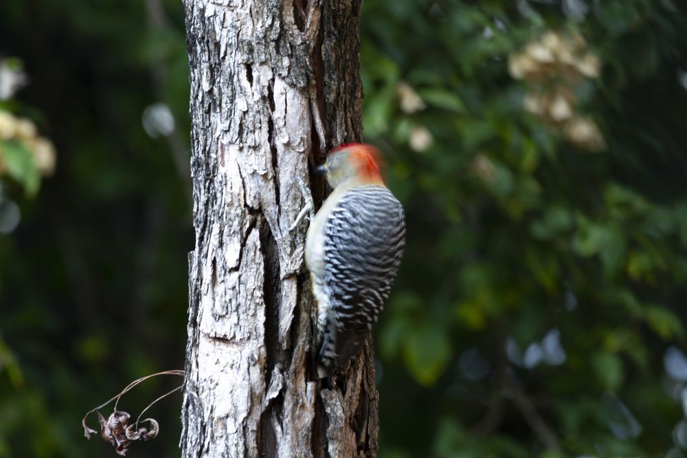 Photograph by Carla Salanova