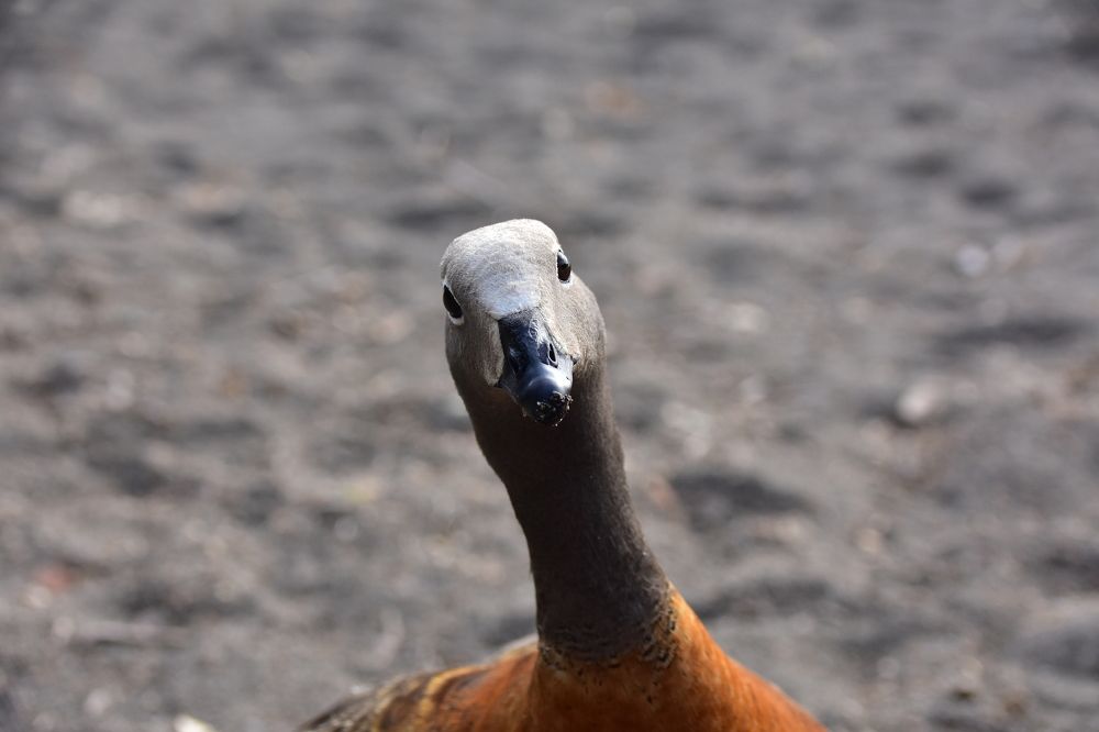 Photograph by Daniel Guerrero