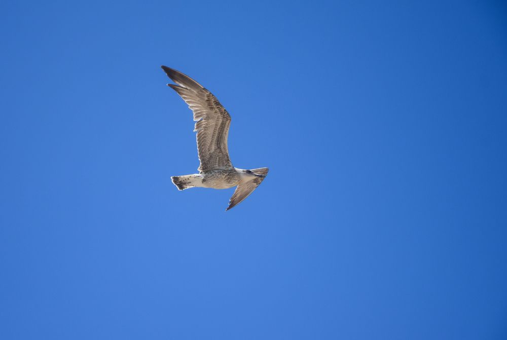 Фотография автора Альбина Хвастунова