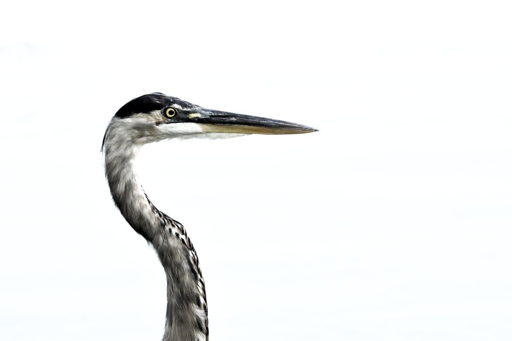 Photograph by Morring David