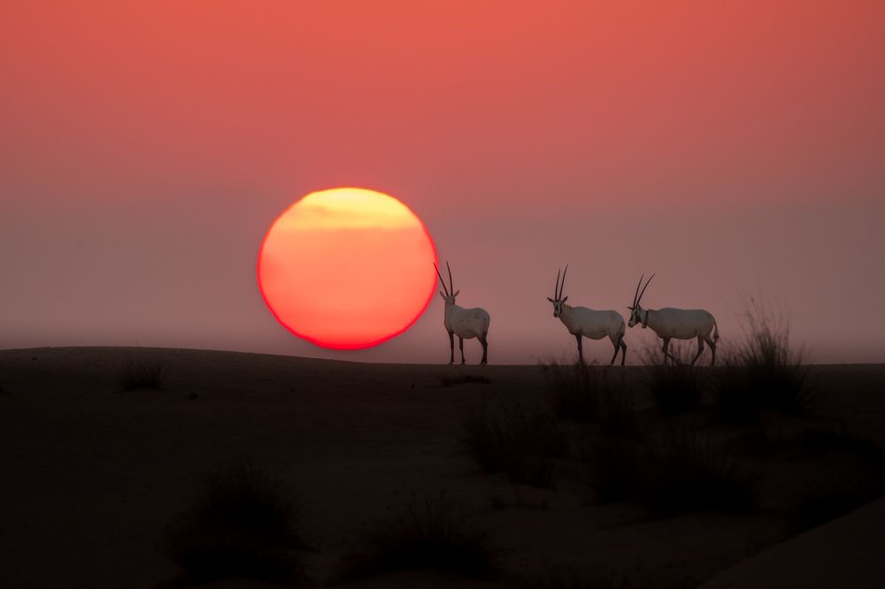 Фотография автора Zubair Irshad