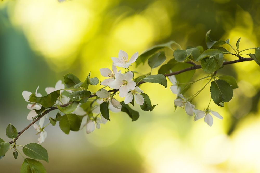 Фотография автора Лариса Кисурина