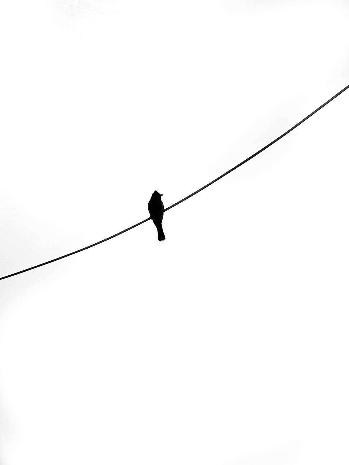 Minimal pigeon.