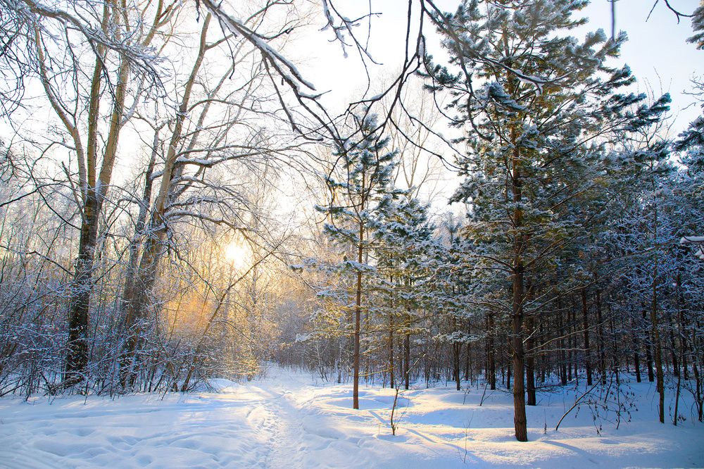 Зимний лес