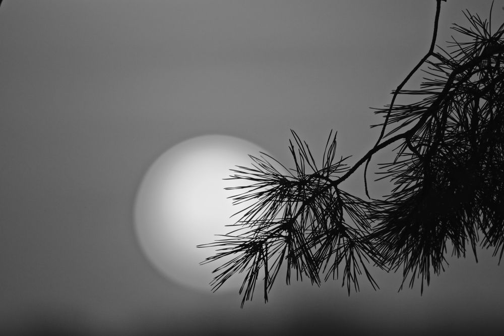 Фотография автора Наталья Васько -Черданцева