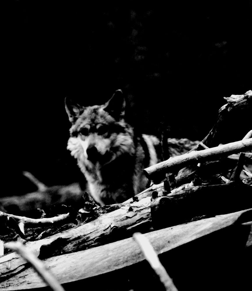 Photograph by Sean Minikin