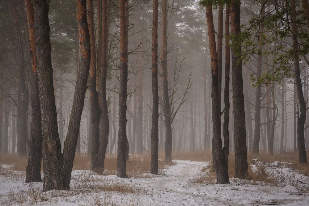 Туманный лес января