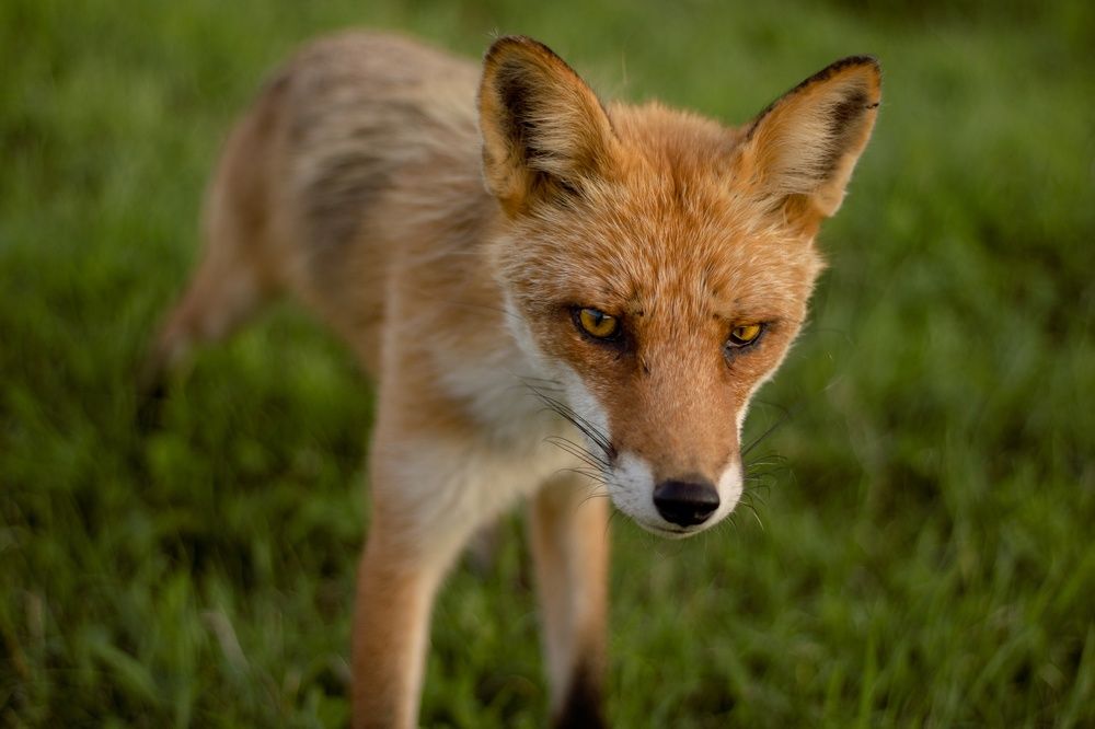 Photograph by Лазурченко Анастасия