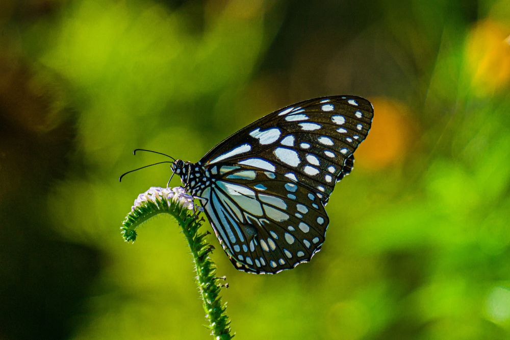 Blur Tiger Butterfly