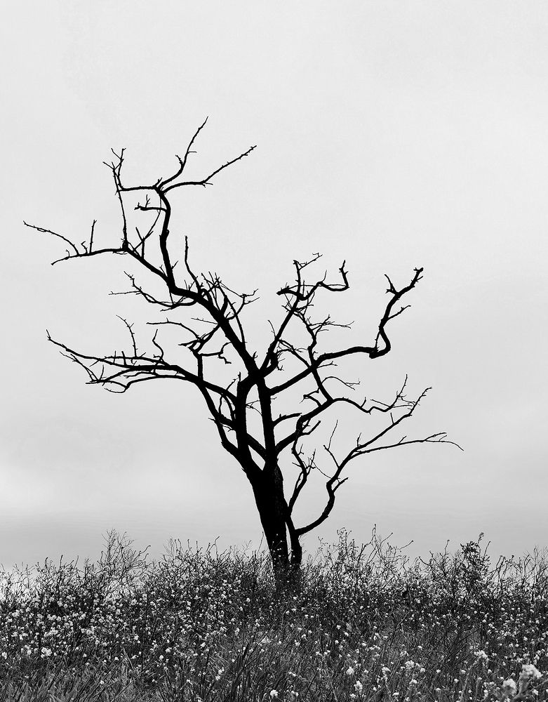 Photograph by Елена Артёменко