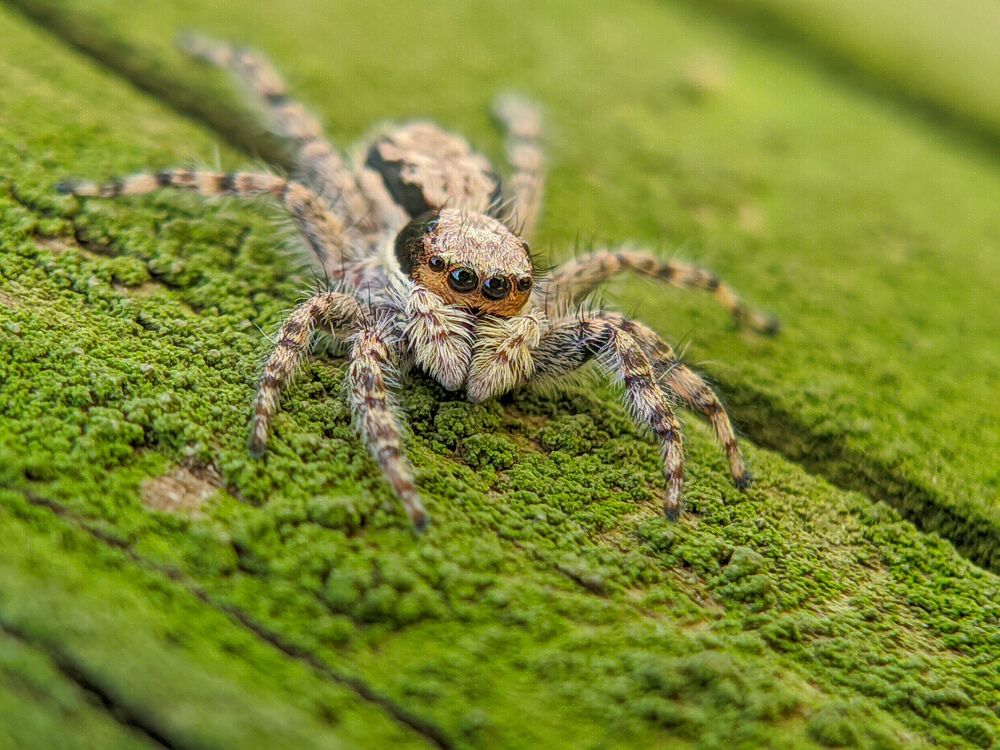 jumping spider