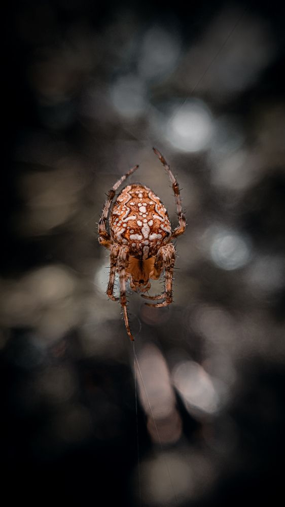 Photograph by Денис Шамров