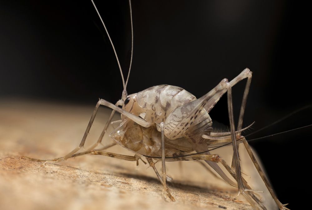 Фотография автора Vakhtangi Janjgava