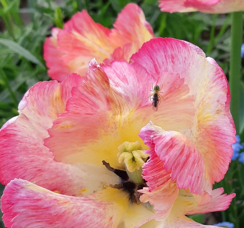 Паук держит муху в лапах