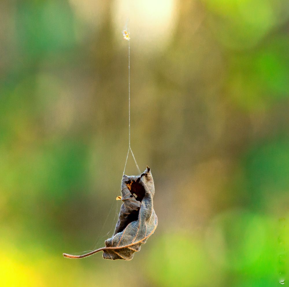 Осенняя паутина