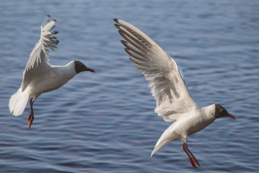 Парный полет