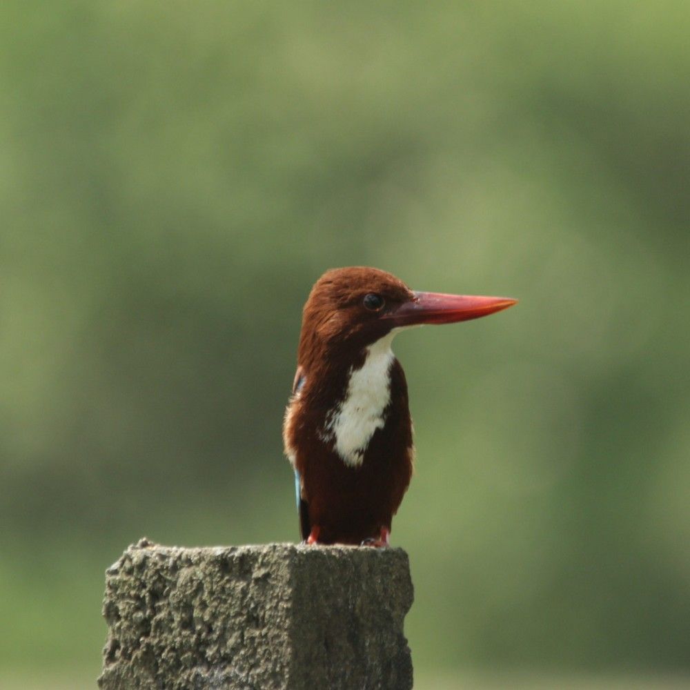 The kingfisher
