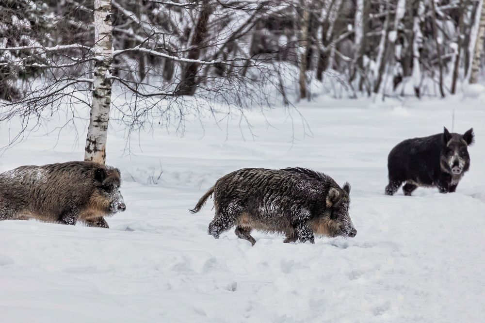 Дикие кабаны