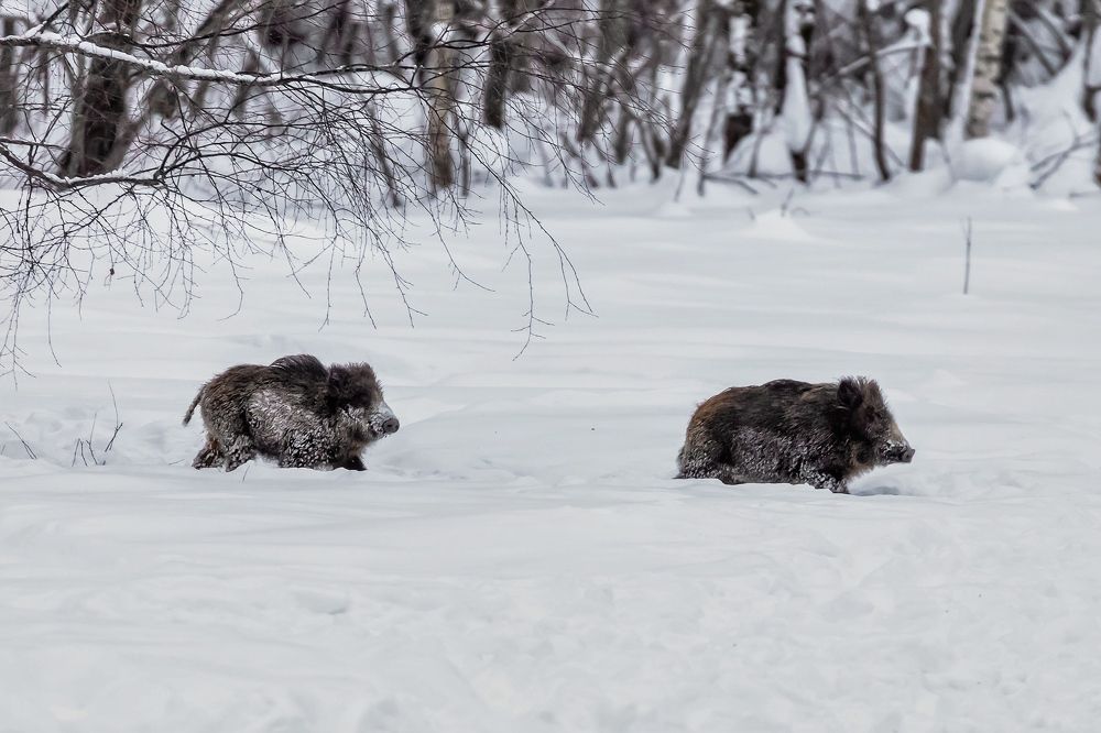 Дикие кабаны