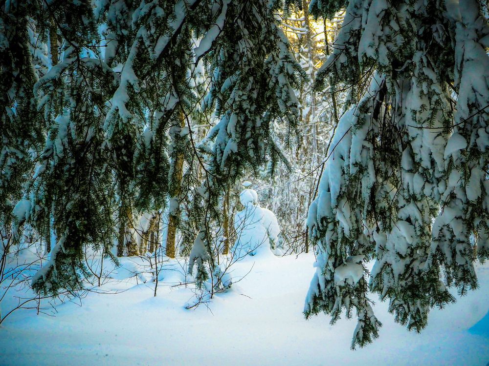 Фотография автора Olena Vorotyntseva