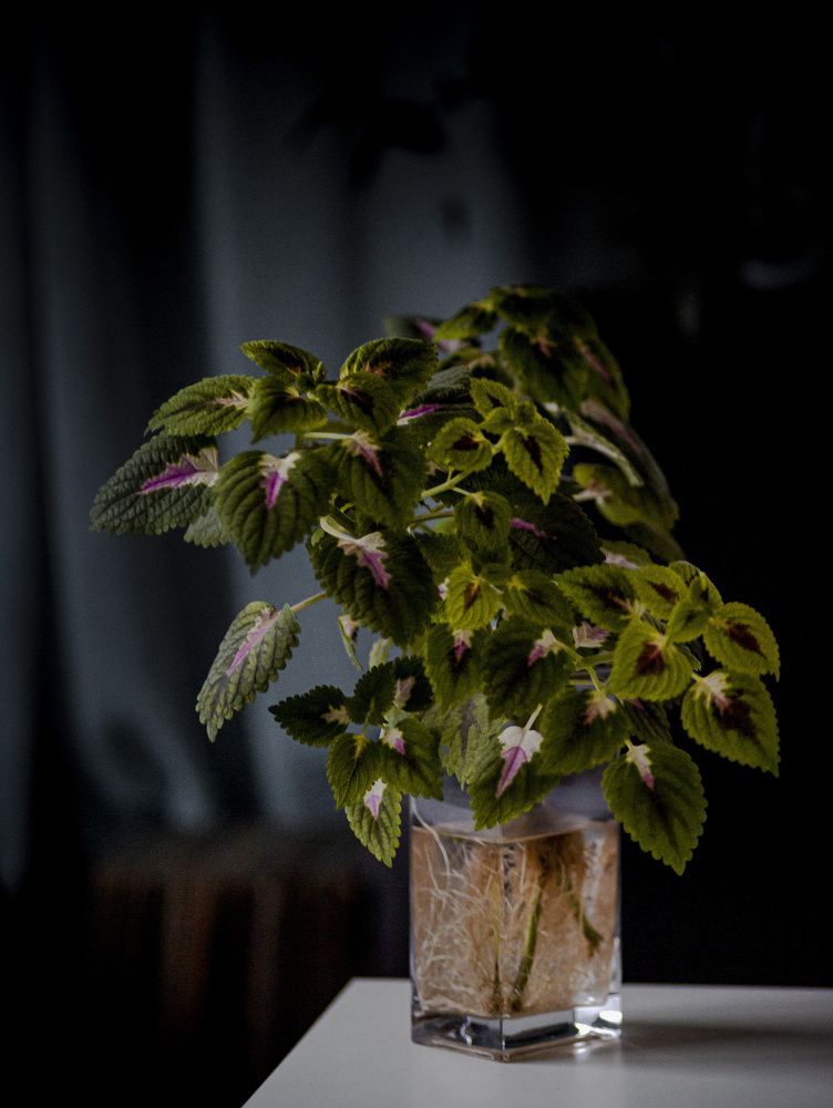 Photograph by George Platakis