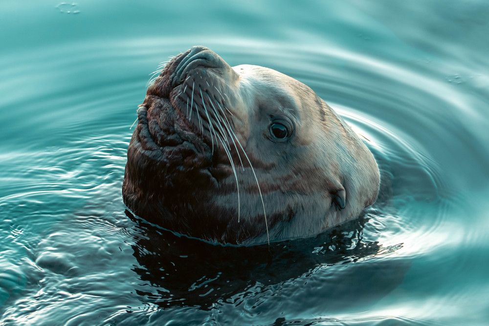 Photograph by Юлия Тельпова