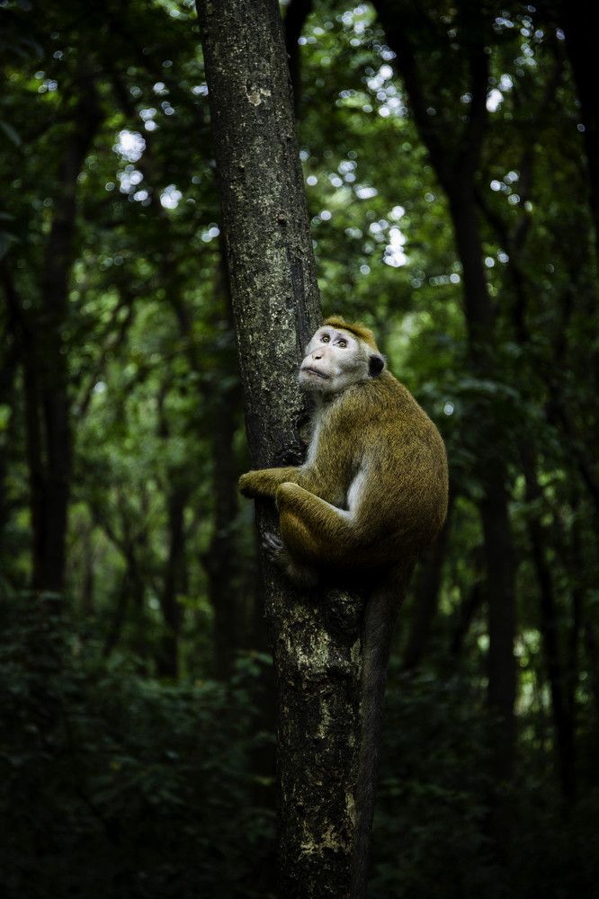 Photograph by Dinesh Umagiliya