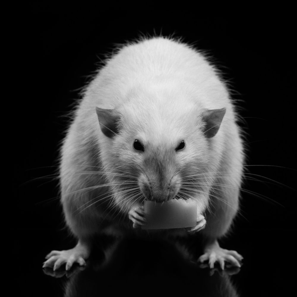 Фотография автора Кирилл Сизов