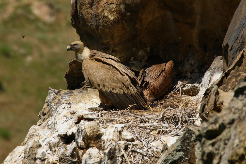 Гнездо Белоголового сипа с птенцом..