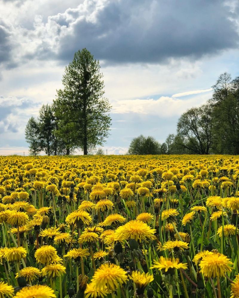 Photograph by Лариса