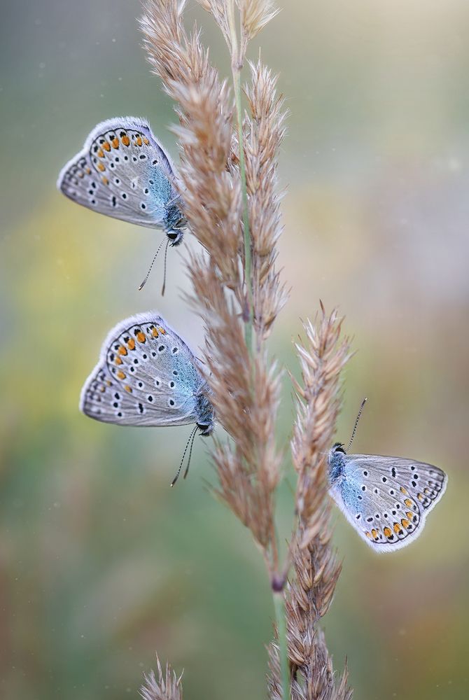 Лесное трио