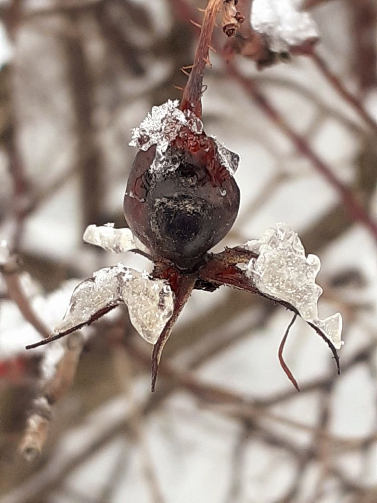 Photograph by Евгения Ульянова