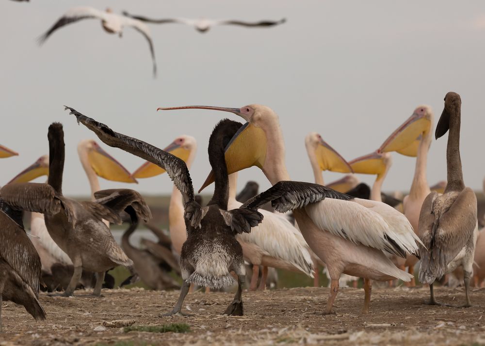 Кушать хочеться.