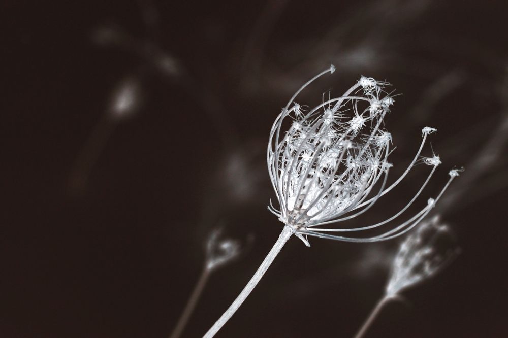 Мечты цвета шоколада