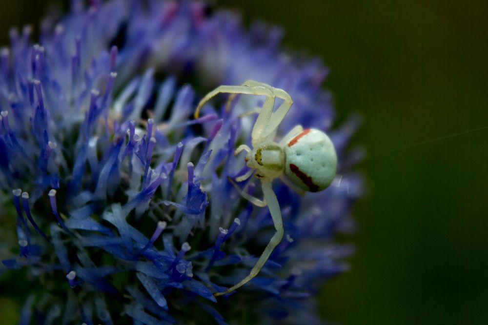 Пришелец приземлился...