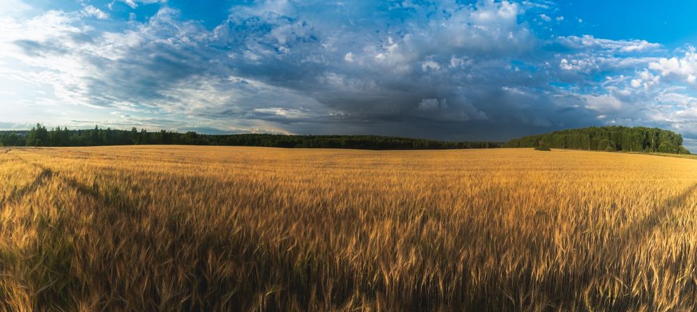 пасмурный день на поле