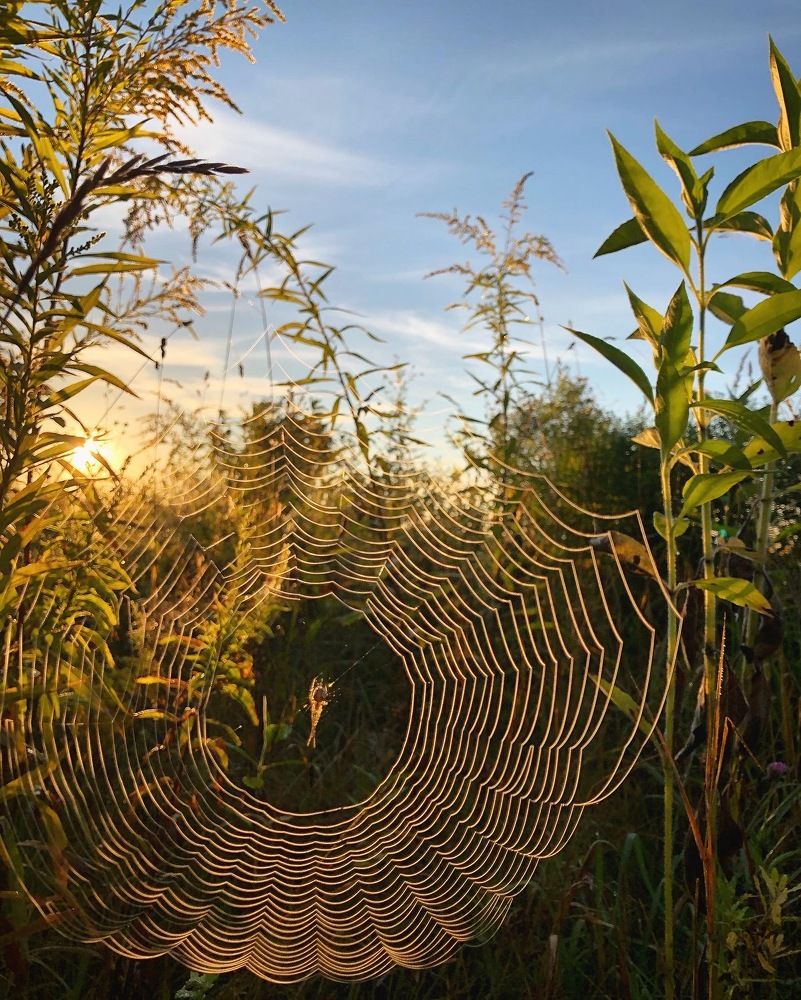 Паук и паутина