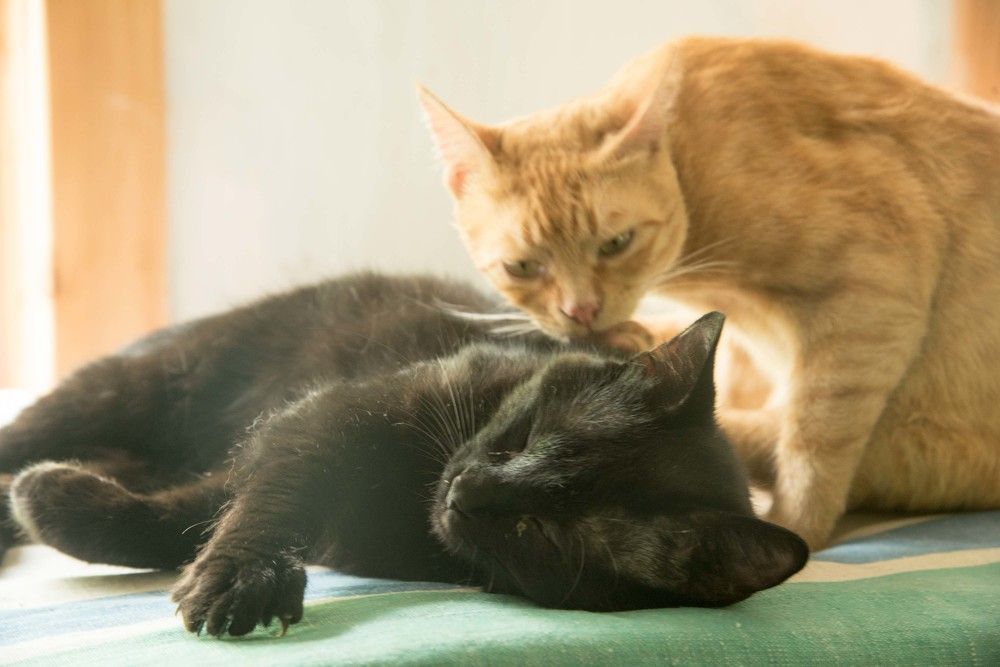 Photograph by Михаил Кравченко