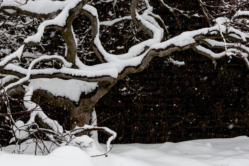 Природа под снегом в парке Галицкого в Краснодаре