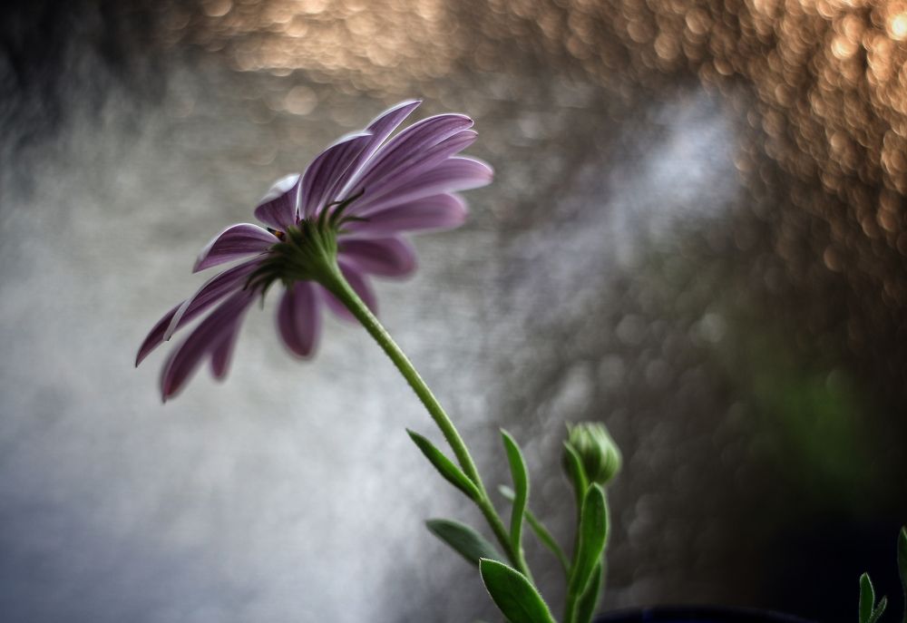 Photograph by Abolfazl Shahmiry