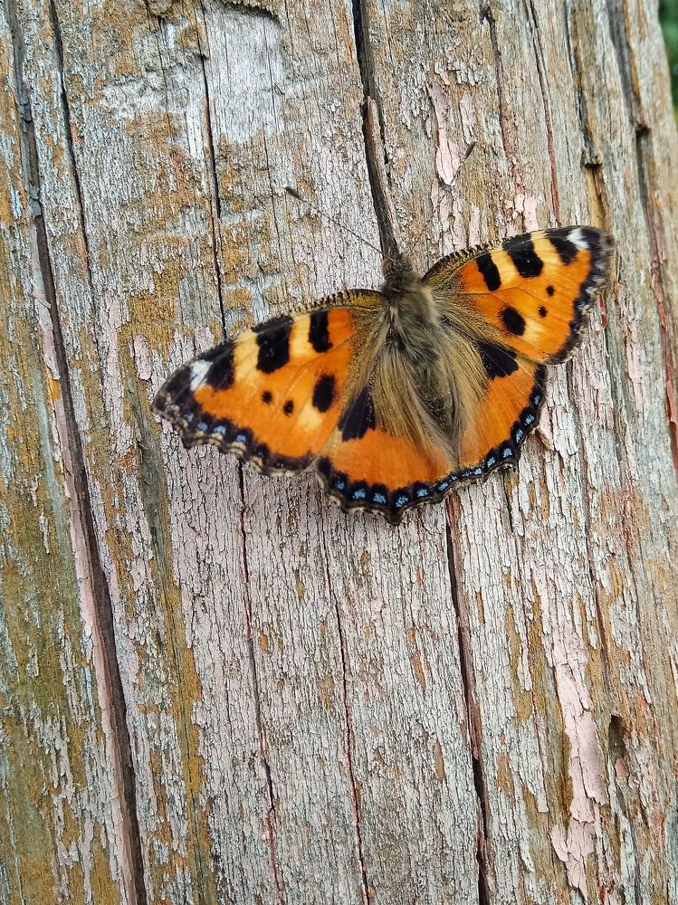 Photograph by Оксана