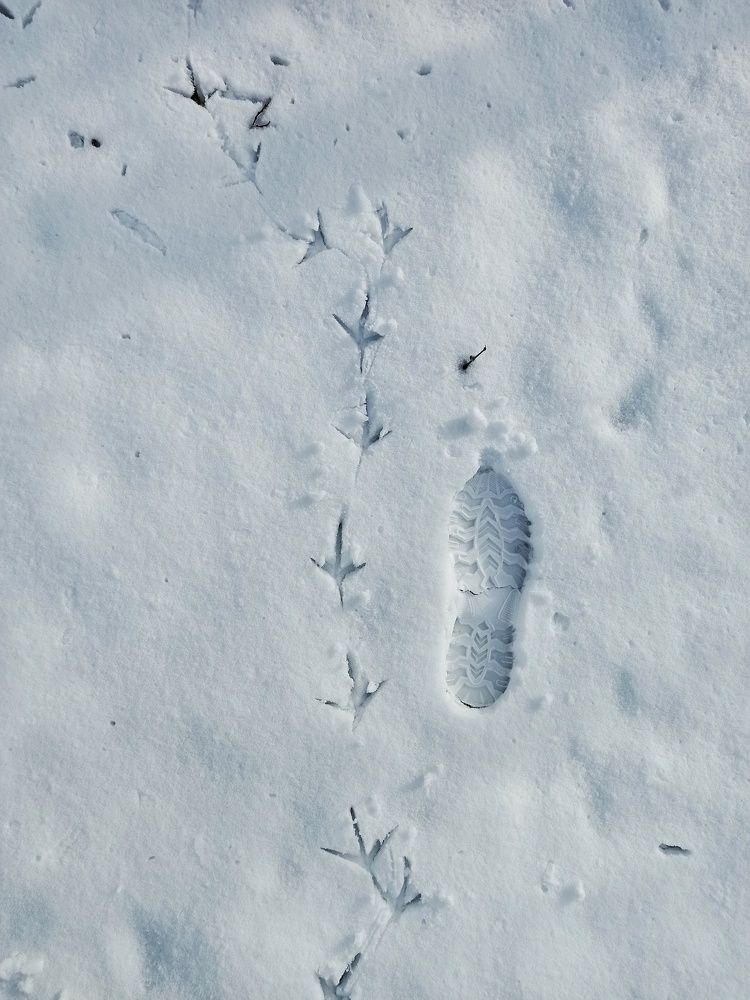 Фотография автора Pourya Darband Yourdshahi