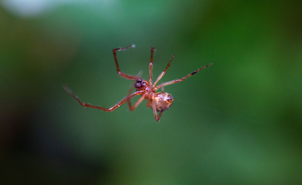 Фотография автора Тамара Нижельская