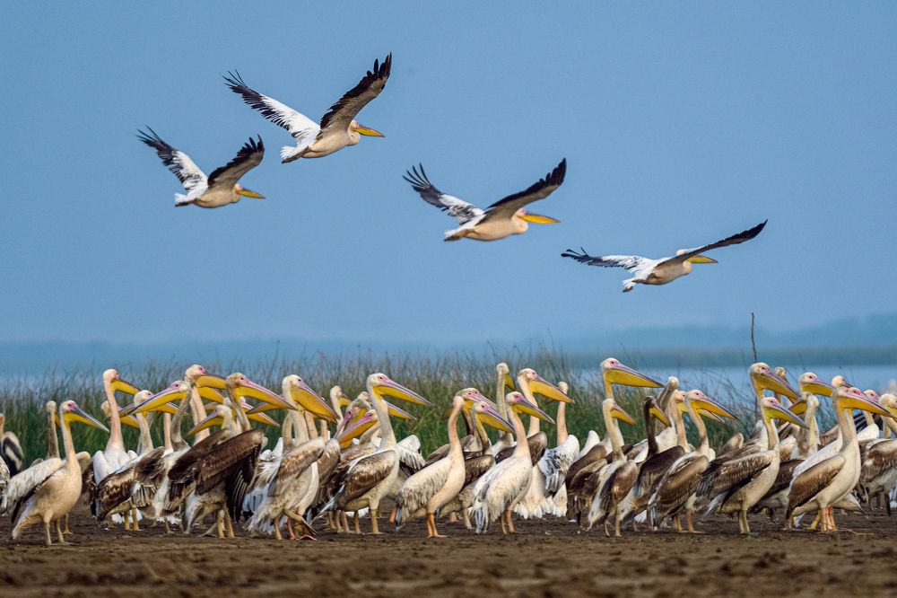 Фотография автора Prashant Parate