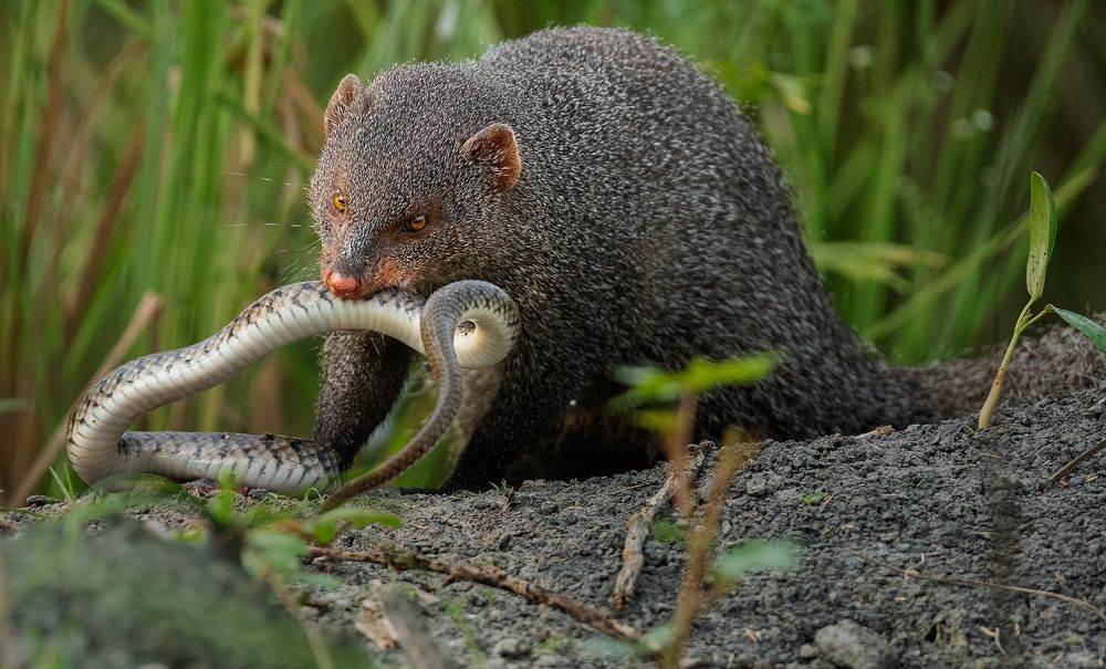 Mongoose and Snake - Enemies of Lineage