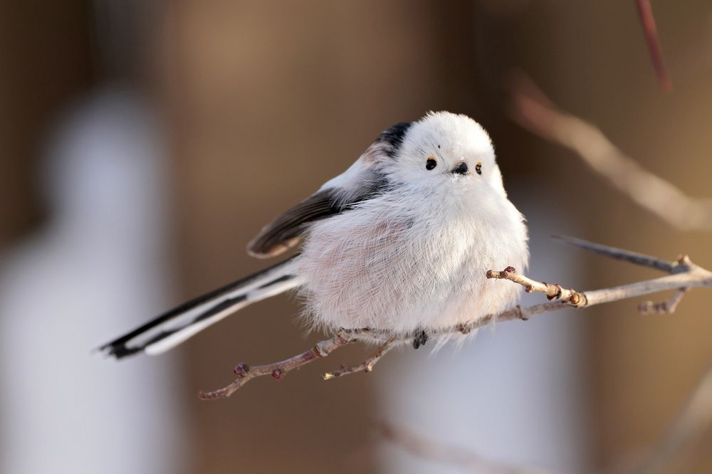 Фотография автора Попов Алексей