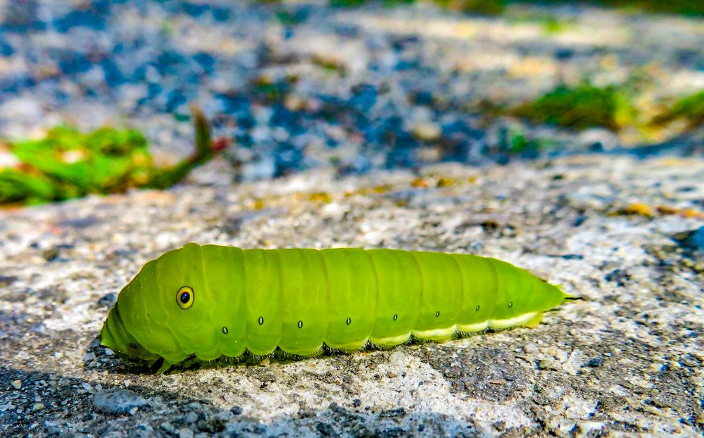 Photograph by Susmita Paul