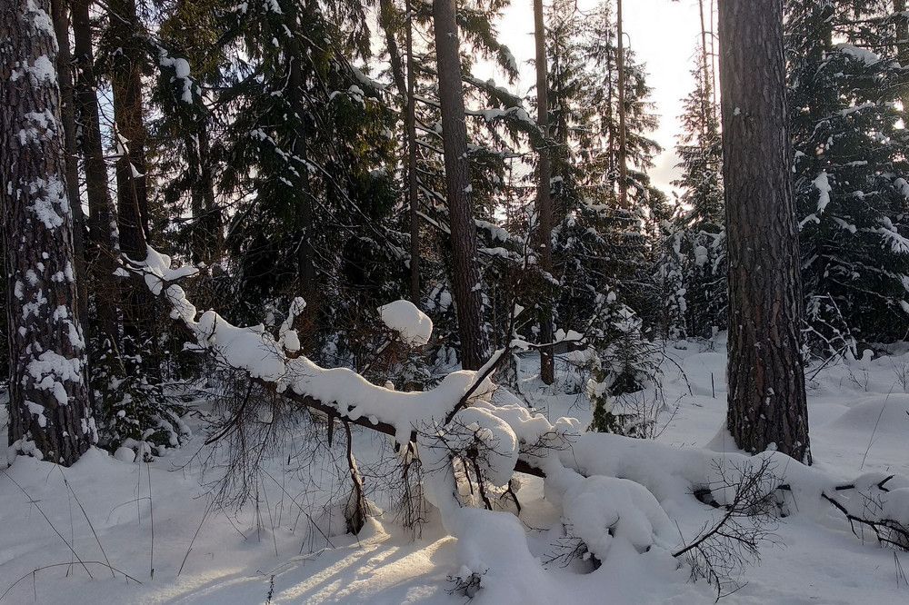 Photograph by Александр Баданов