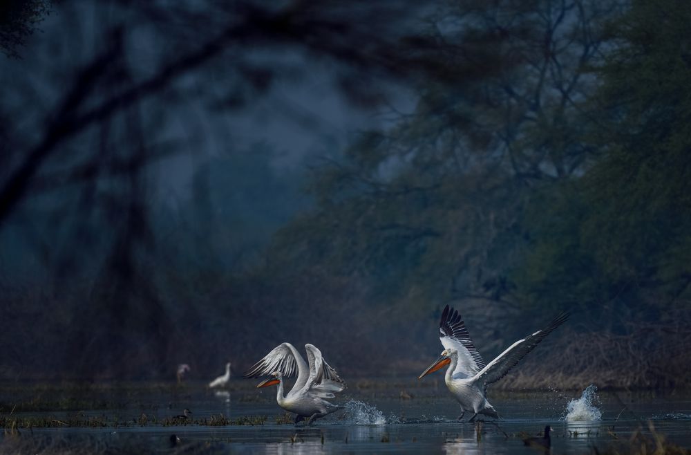 Фотография автора Prashant Parate